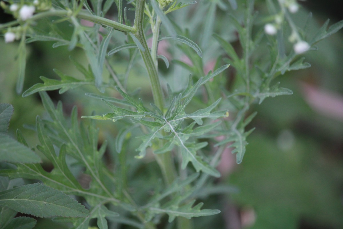 Parthenium hysterophorus L.